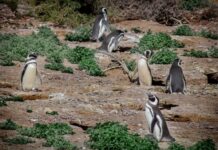 Más de 100.000 personas visitaron Chubut en la Temporada de Pingüinos de Magallanes