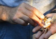 Hongos y cordero: dos fiestas que celebran y cuentan historias en la Provincia de Buenos Aires