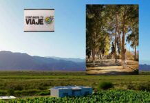 Los Palacios, donde el vino y la tradición cobran vida.