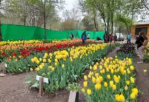 Reabre por un mes el impactante Jardín de Tulipanes de Villa Rumipal