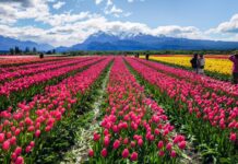 TREVELIN TE ESPERA CON TULIPANES