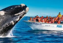 Más de 1.300 ballenas francas ya se pueden ver en las costas de Chubut